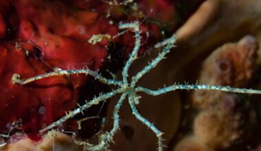 Scientists Found 788 Species at the Bottom of the Ocean in Grave Danger