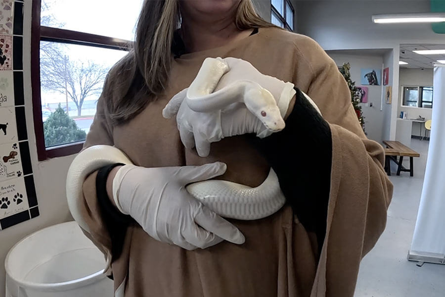 Albino ball python found in Idaho hotel sparks rescue effort