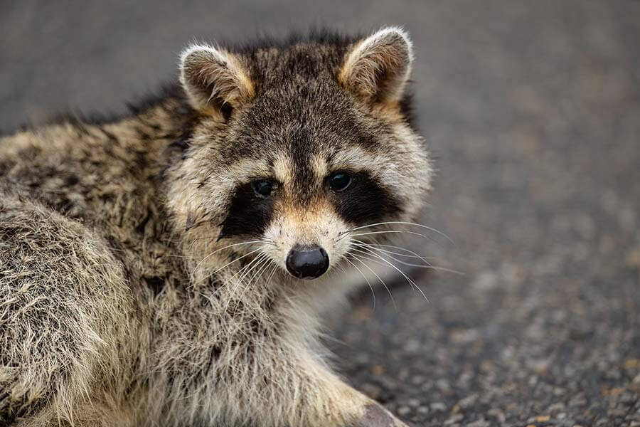 raccoon