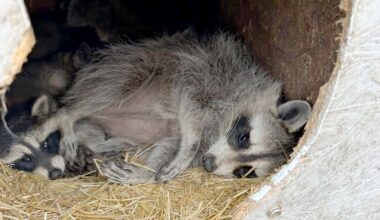 Cowboy State Daily logo