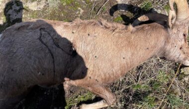 Bighorn sheep shot and left to waste near Riggins