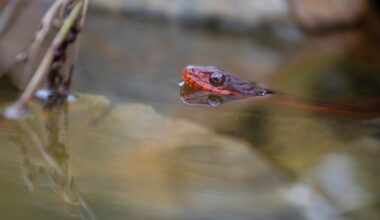 3 Snake Hotspots In South Carolina