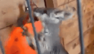 Search is on after runaway wallaby named Rex escapes from New Jersey farm