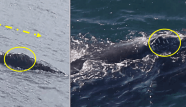 Comparisons between the right whale as seen in Ireland last year (left) and in Boston this year (right).