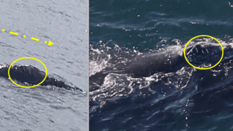 Comparisons between the right whale as seen in Ireland last year (left) and in Boston this year (right).
