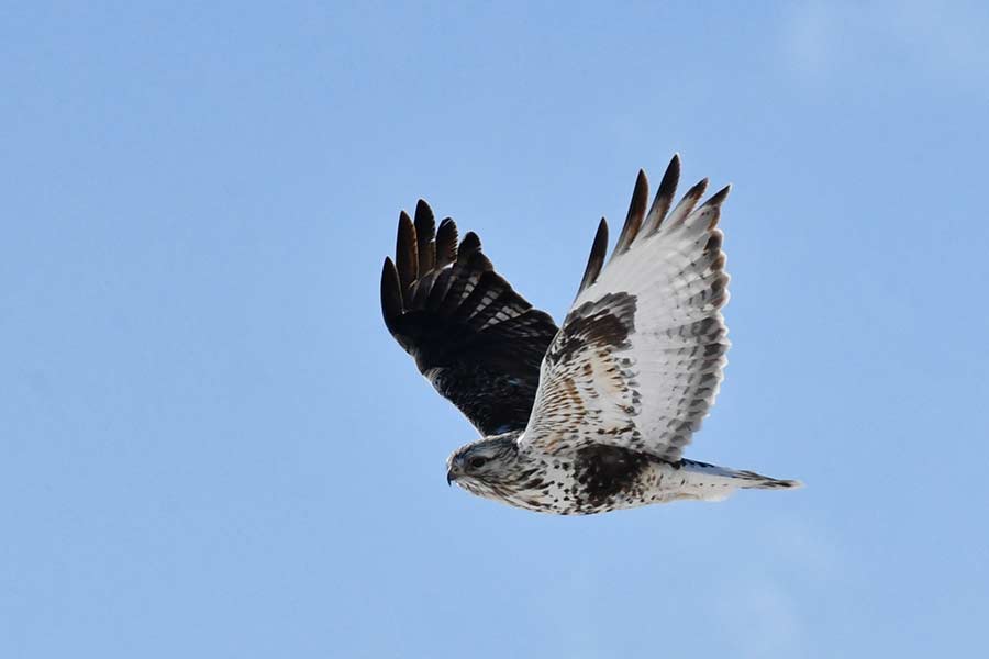 The only Rough-legged hawk that was seen in the Little Lost River Valley. | Bill Schiess, EastIdahoNews.com