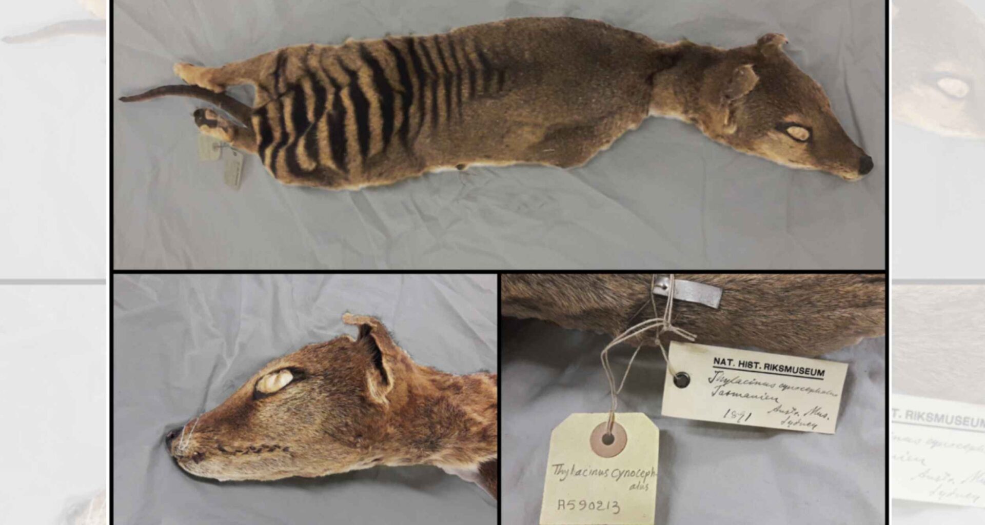 Scientists recover RNA from an extinct animal for the first time