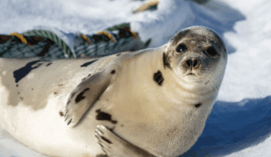 Why Do Seals Slap Their Belly?