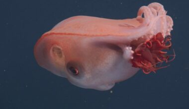 A pink and translucent dumbo octopus swims in dark blue water, with its large fins resembling ears and its tentacles spread out behind it.