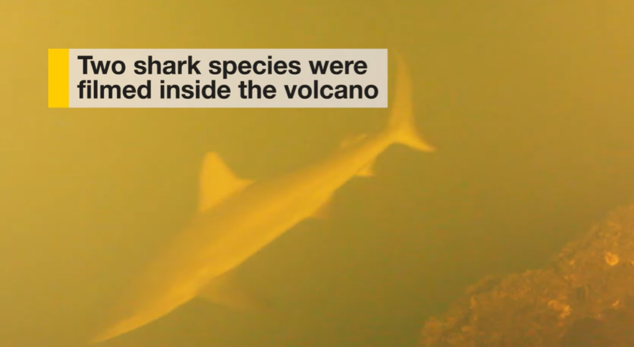 Hammerhead and silky sharks were found in Kavachi’s caldera, seemingly unfazed by heat, acidity, and eruptive risk/ Image: National Geographic Youtube sharks