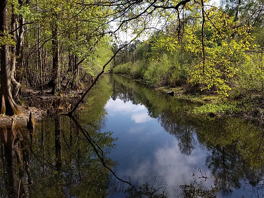Swamp and creek within Francis Marion National Forest.