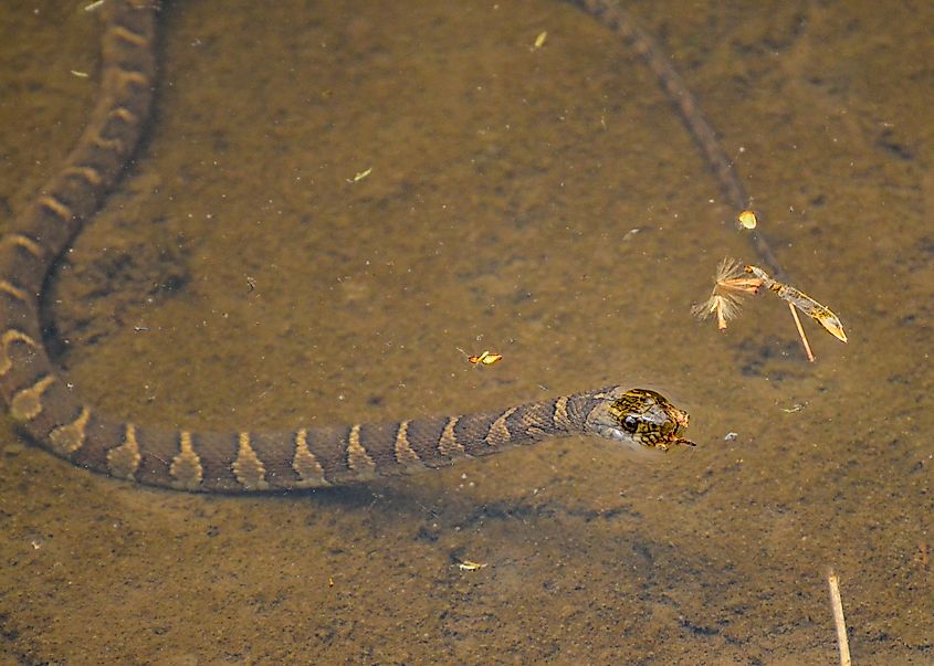 Northern water snake breathing air at the surface. Its brown banding can cause confusion with the venomous copperhead.