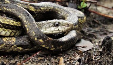 4 Snake Hotspots In Mississippi