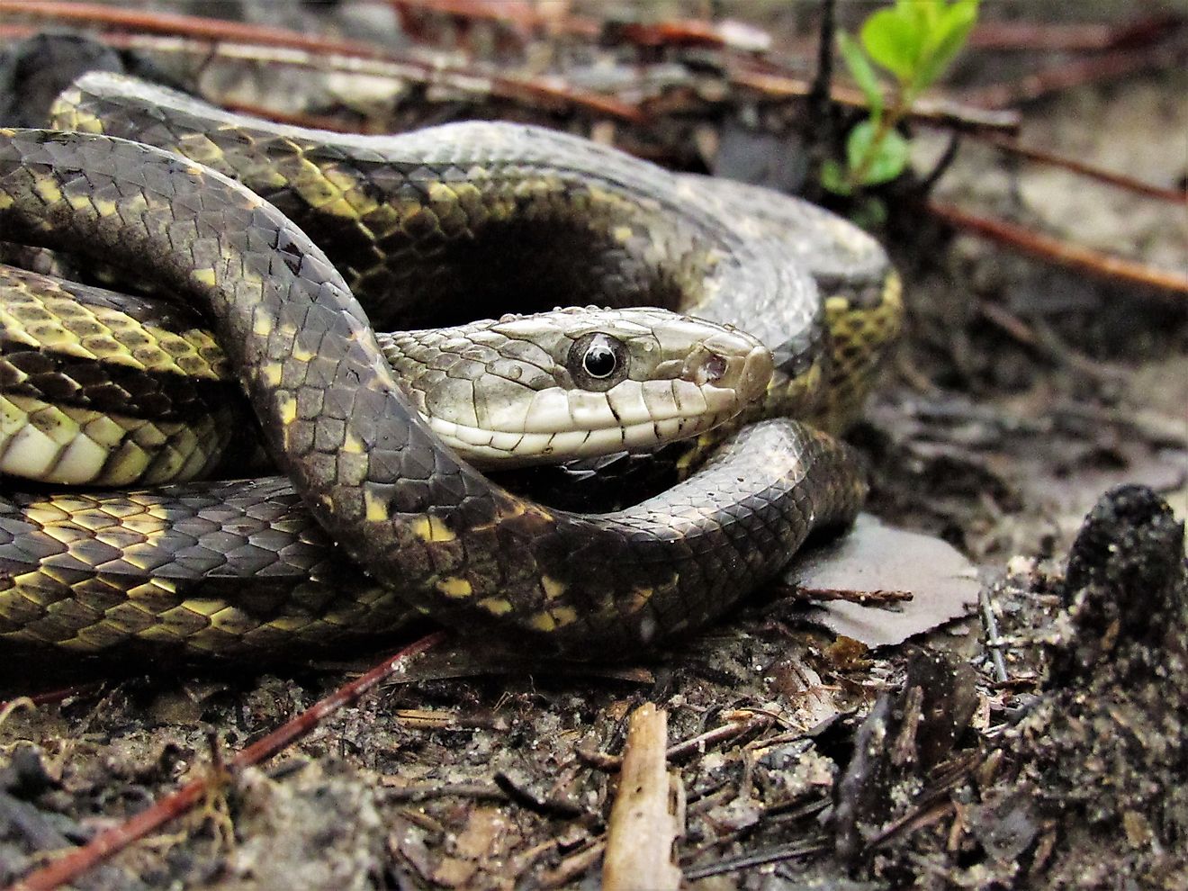 4 Snake Hotspots In Mississippi