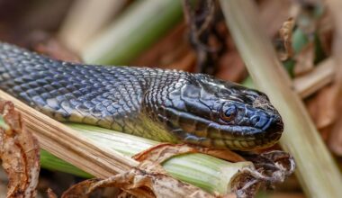 The Most Snake Infested Lakes in Louisiana