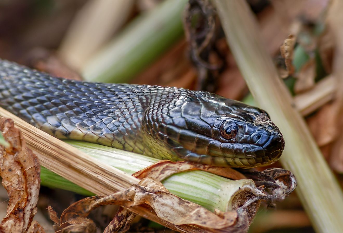 The Most Snake Infested Lakes in Louisiana
