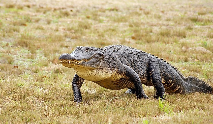 American alligator walks across the grassy meadow.