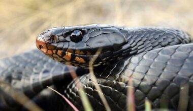 4 Snake Hotspots In Georgia