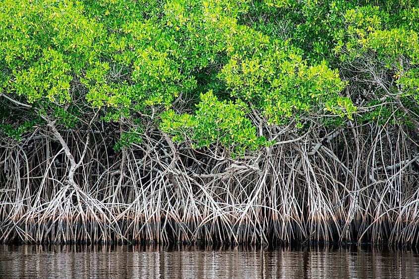 Strand of mangrove trees at Big Cypress National Preserve.