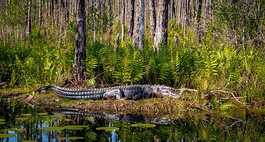 American Alligator on the edge of a canal at Okefenokee Swamp, Folkston, Georgia.