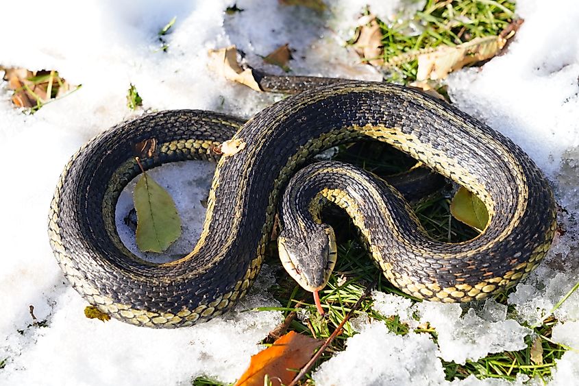 Common Garter snake