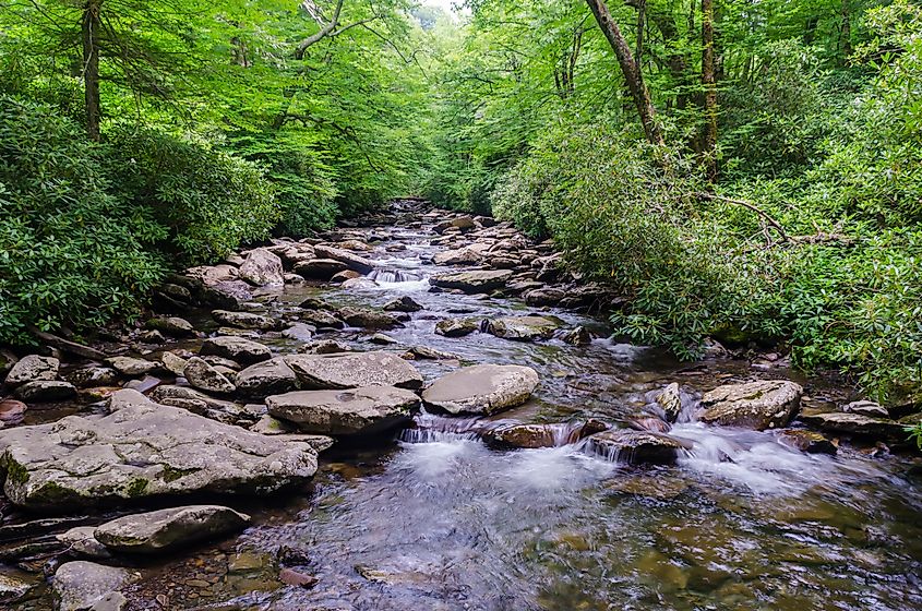A creek running through Brown County State Park in Indiana.