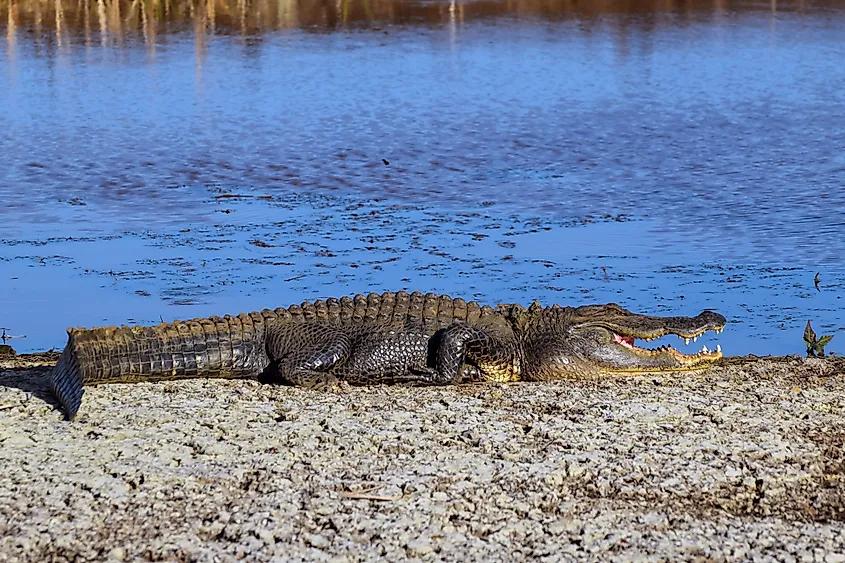Alligator near the Savannah River.