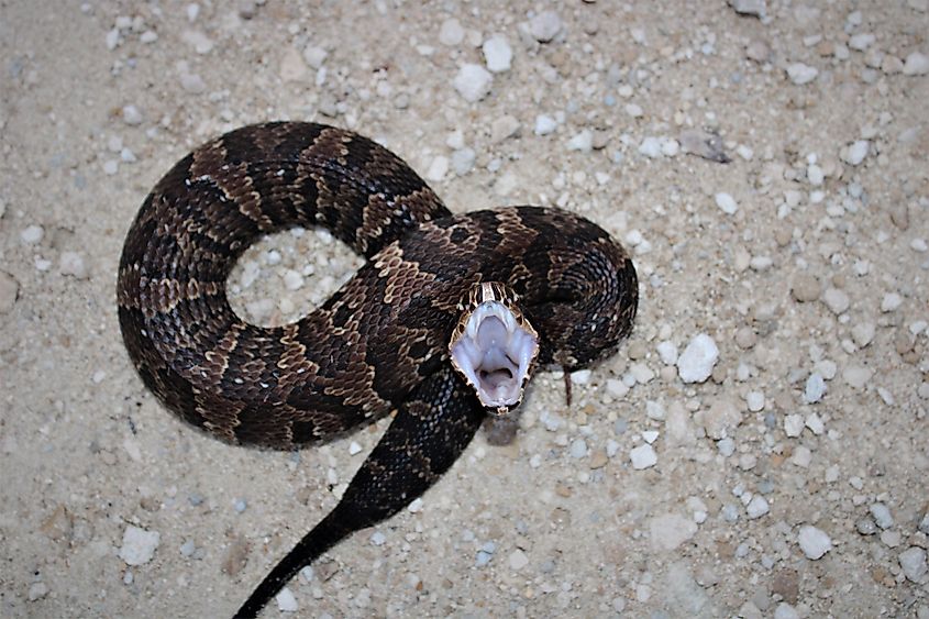 Cottonmouth