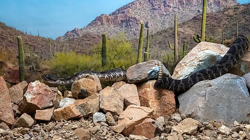 Arizona black rattlesnake among the rocks in the desert.