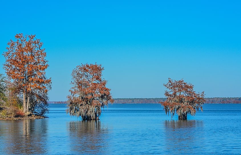 Cypress trees with Spanish Moss growing on them in Lake Marion at Santee State Park, South Carolina.