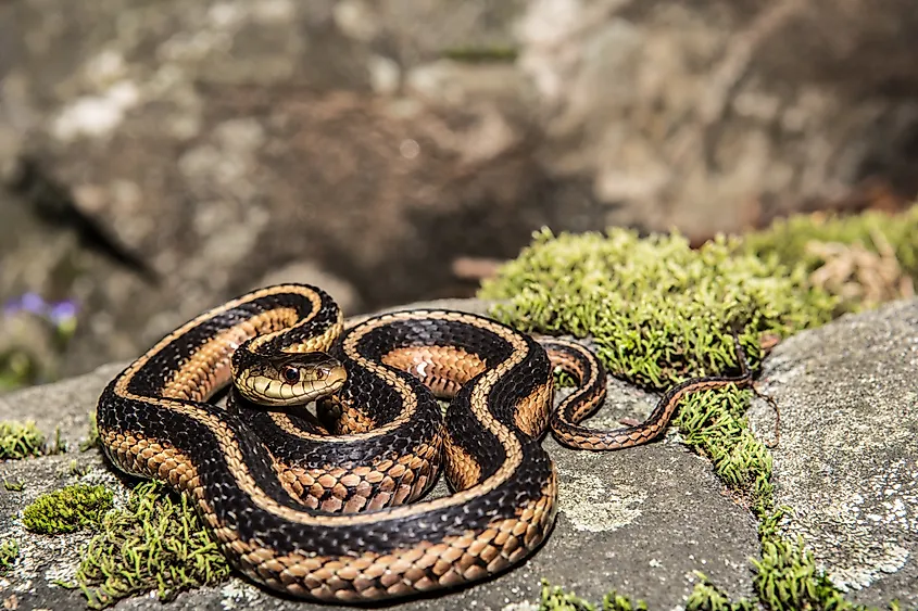 An Eastern garter snake on a rock.