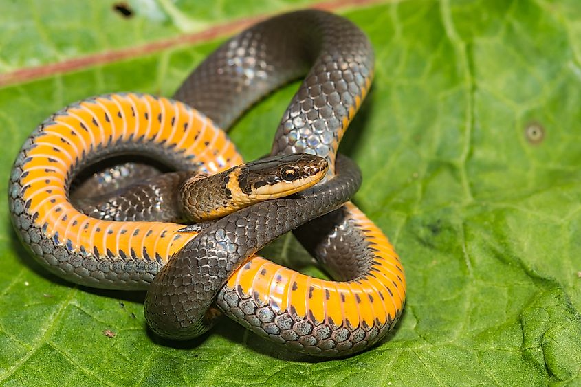 Ring-necked snake with its telltale orange stomach and orange ringed neck.