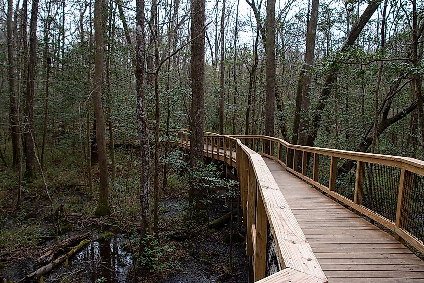 Boardwalk Trail within Congaree National Park in South Carolina. 