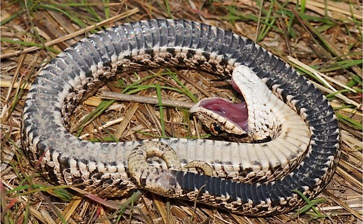 Eastern Hognose Snake, Heterodon nasicus, death feigning (faking death as a defense mechanism). 