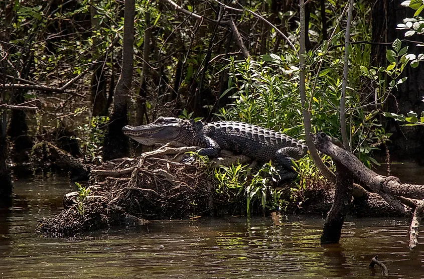 Alligator sunning itself on the Waccamaw River.