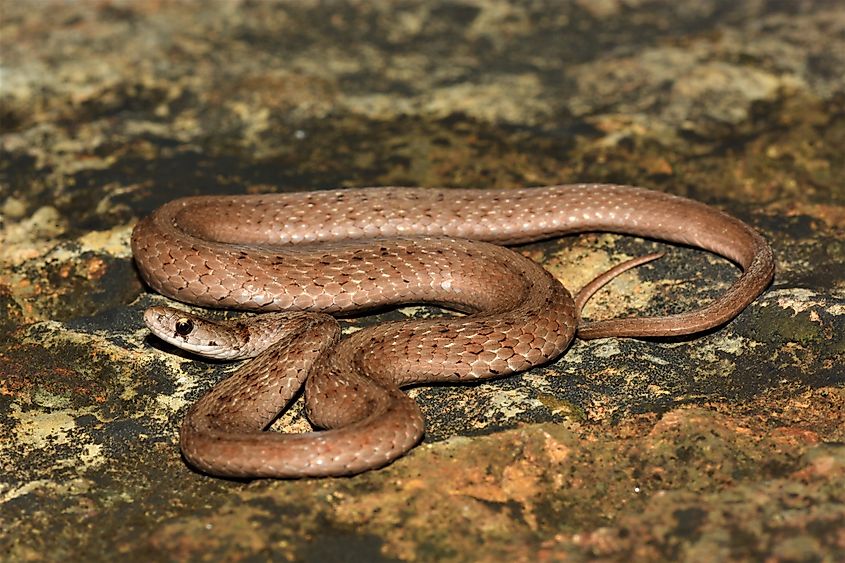 Dekay's brownsnake resting on a rock