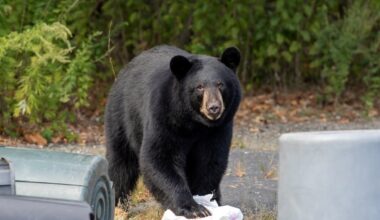 Harwinton Bear Family Leaves After Pushing Into Home's Kitchen, DEEP Urges 'Be BearWise' Practices