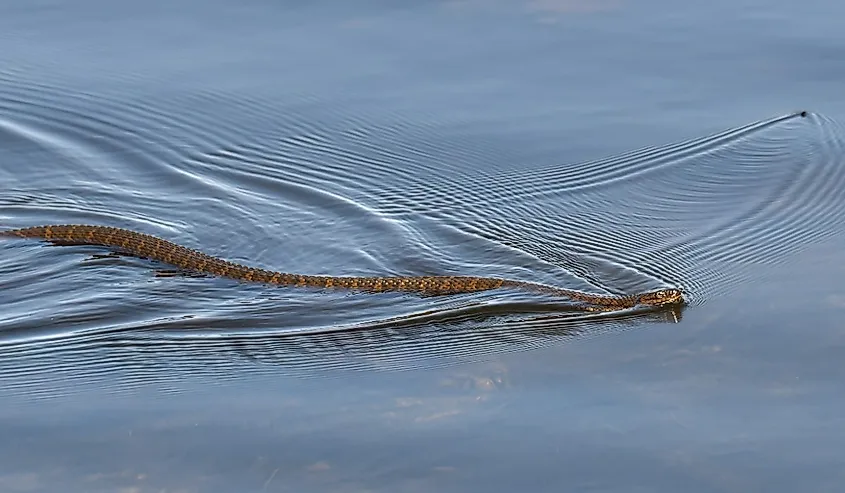  A northern water snake swimming in a lake as a water bug swims away.