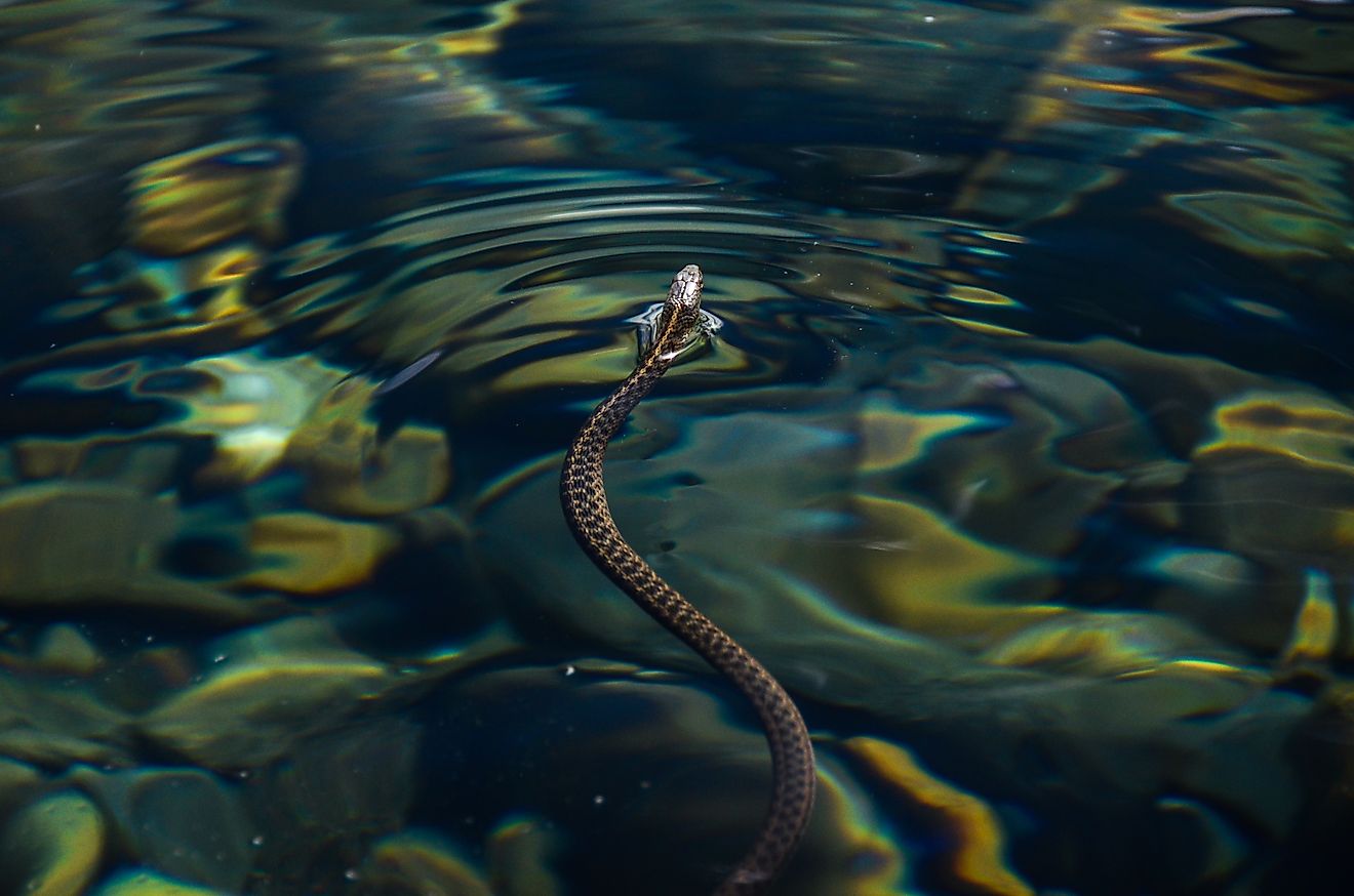 The Most Snake Infested Rivers In Oregon