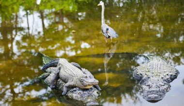 5 Most Alligator-Filled Swamps In Florida
