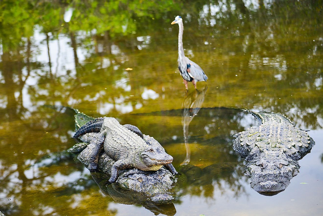 5 Most Alligator-Filled Swamps In Florida