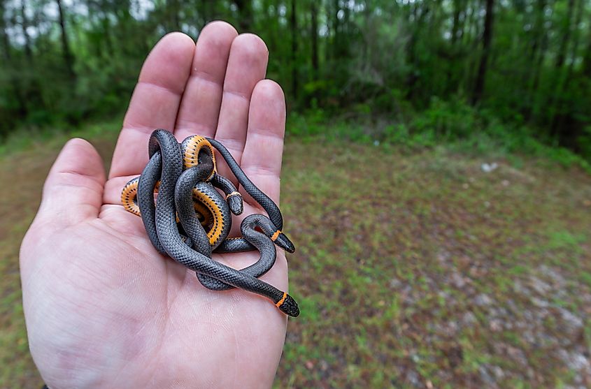 A person holding three harmless ring-necked snakes.