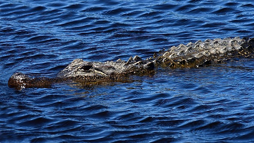 An American alligator swimming near Brazoria, on the gulf coast of Texas