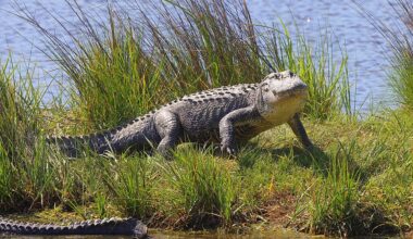 6 Most Alligator-Filled Swamps In South Carolina