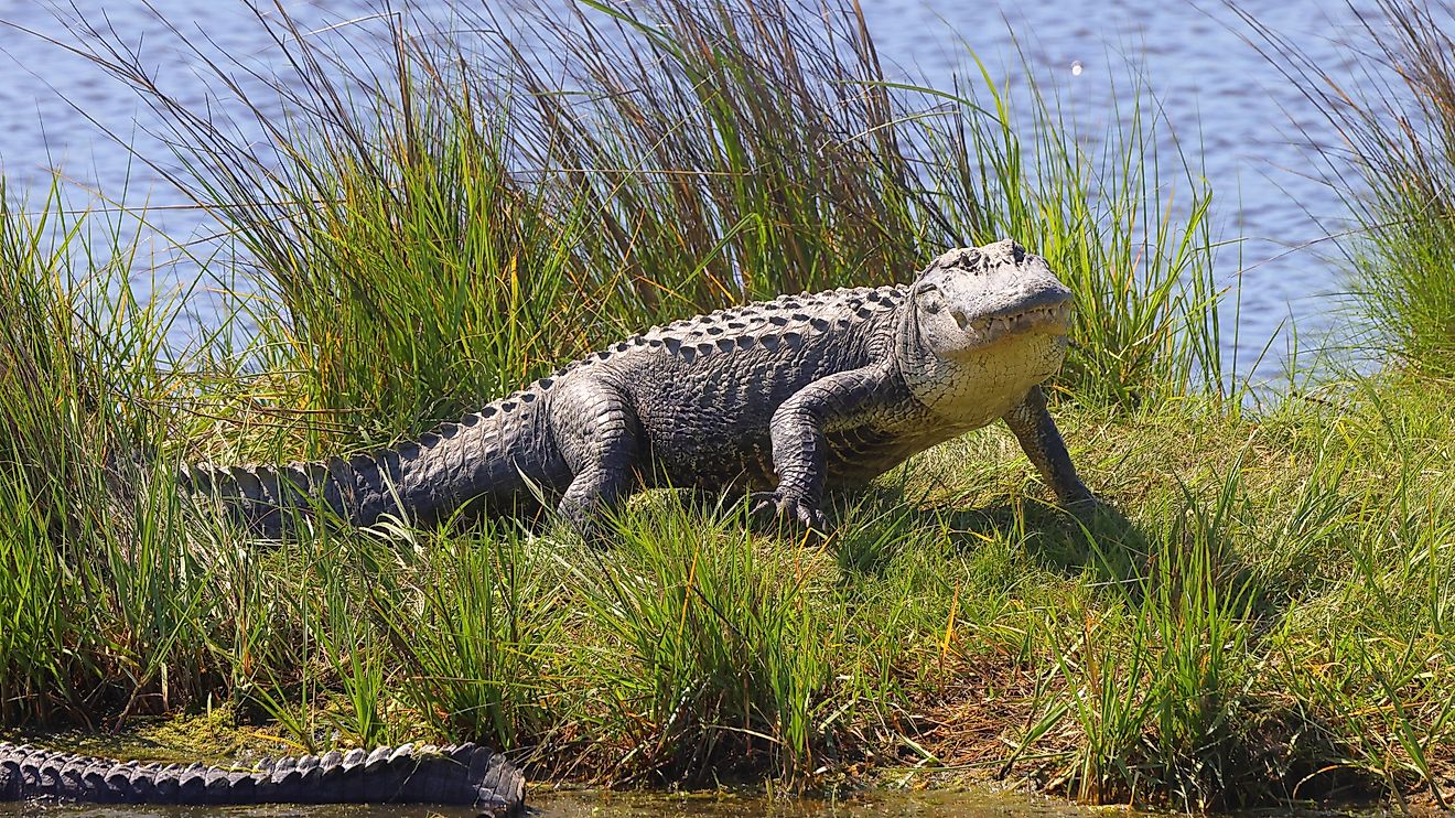 6 Most Alligator-Filled Swamps In South Carolina