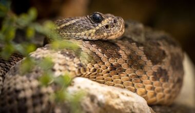 6 Of The Most Snake Infested Rivers In Arizona