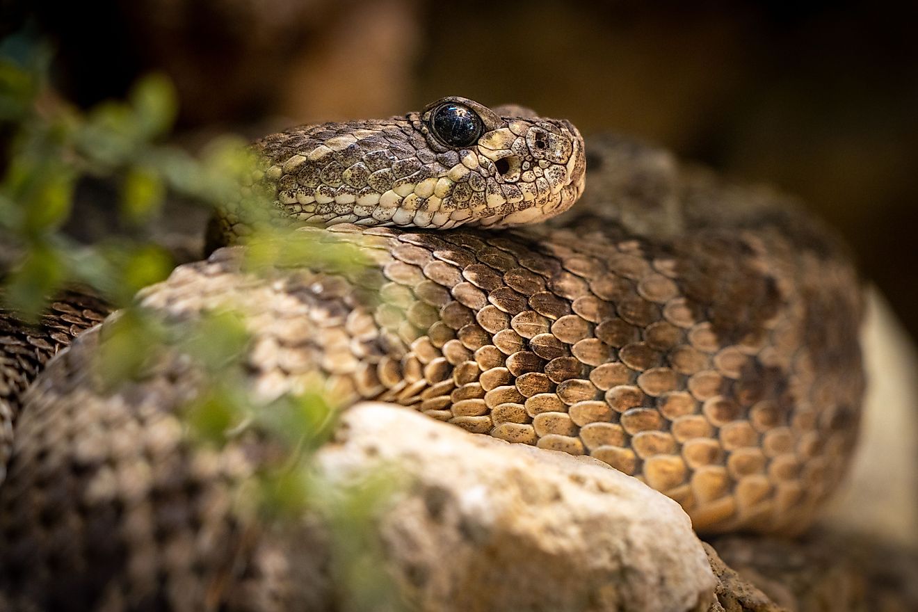 6 Of The Most Snake Infested Rivers In Arizona