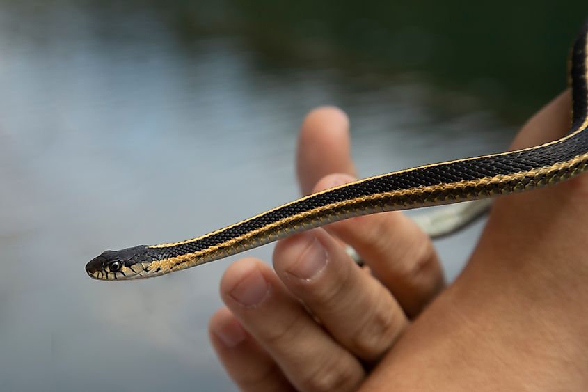 Close-up of a Western Terrestrial Garter Snake.