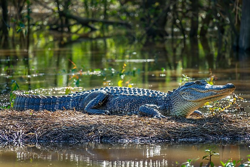 Close up side view an alligator warming in the sun outside the water in a swamp, Atchafalaya basin wildlife, South Louisiana