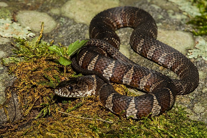 The Northern Banded Water Snake.